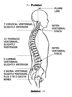 The Vertebral Column